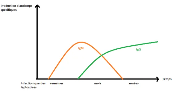Figure 13 : Schéma comparatif simplifié de la cinétique des  IgG et des IgM 