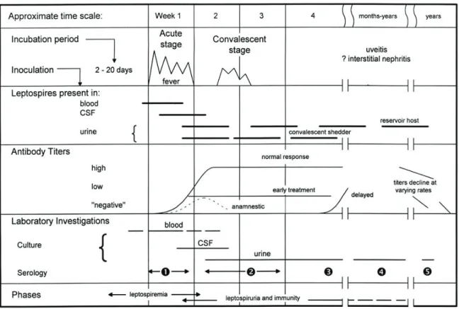 Figure 14 : Techniques de diagnostic de laboratoire de la leptospirose canine : quand  les utiliser (Levett 2001) 