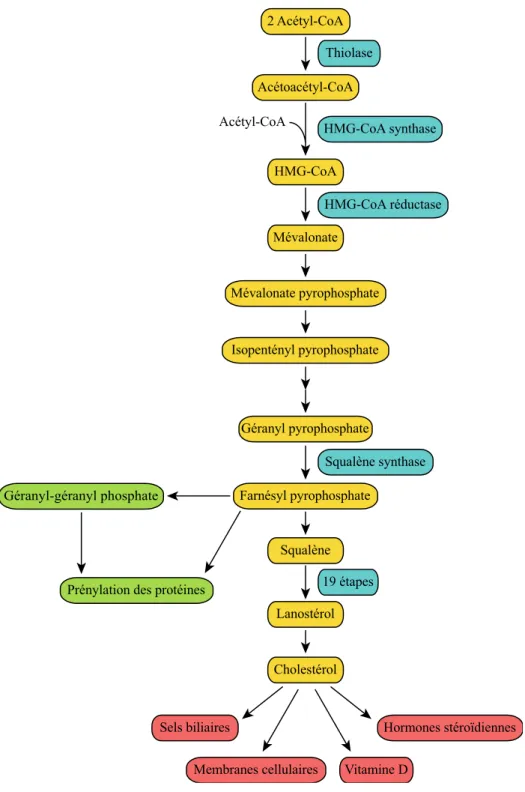 Figure 2 La synthèse du cholestérol 