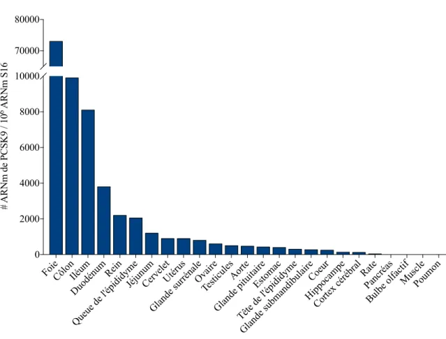 Figure 15 Expression de PCSK9 chez la souris 