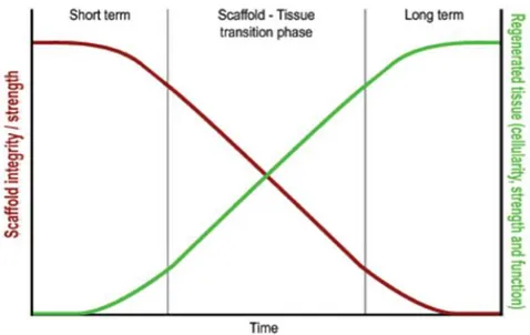 Figure 9 : Temps idéal de dégradation pour le « scaffold » d’après Koch et al. 2009. 