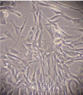 Figure 12: Observation microscopique directe  (x400, sans coloration) des CSM après 8 jours dans  la boîte de cytoculture