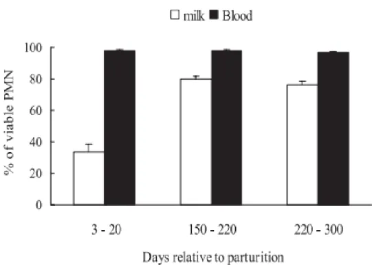 Figure 8 : Viabilité des neutrophiles du lait et du sang en début, milieu et fin de lactation chez  les vaches laitières (Mehrzad et al, 2001)