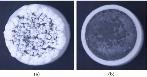 Figure 1.12. – Efflorescences à la surface d’une mèche poreuse, obtenues en situa- situa-tion de séchage