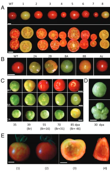 Fig. 1. Differential expression of SlDML genes in tomato organs. Absolute quantification of SlDML1, SlDML2, SlDML3, and SlDML4 mRNA; SlDML4 gene expression is presented in a separate diagram because of its very low  ex-pression level