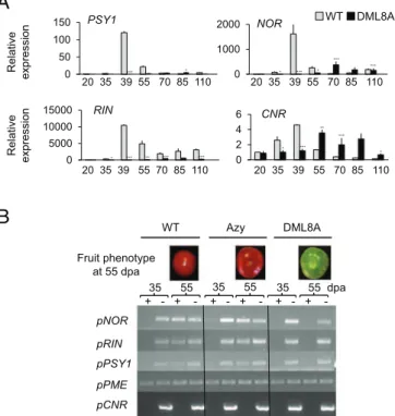 Fig. 5. Expression and demethylation at key genes controlling ripening are inhibited in DML RNAi plants