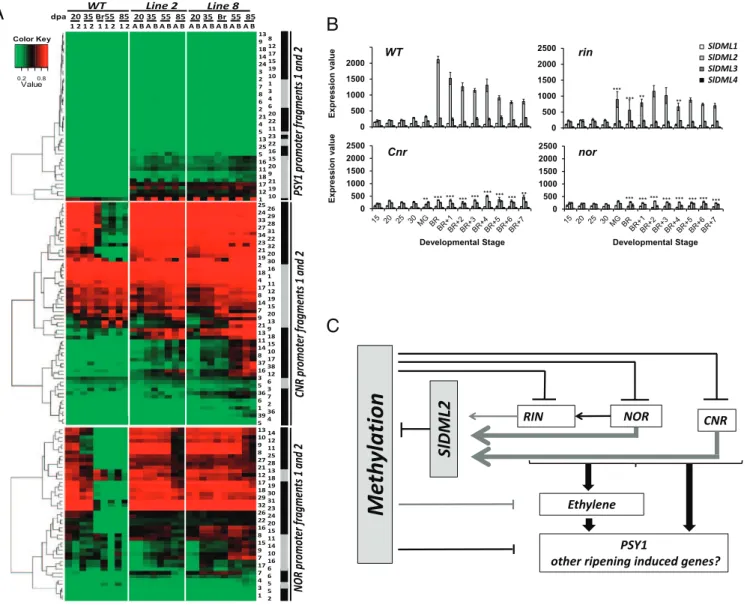 Fig. 6. Bisulfite-sequencing analysis at the NOR, CNR, and PSY1 promoter fragments in WT and transgenic DML RNAi plants