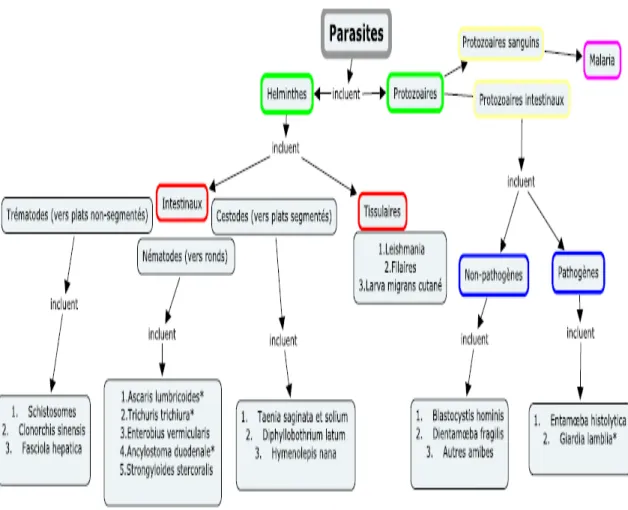 Figure 5 : Classification des parasites importants chez les immigrants 