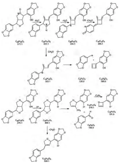 Figure 11. Proposed fragmentation of sesaminol in the negative ionization mode and in the positive mode