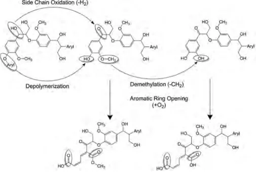 Figure 22. Schematic representation of common lignin biodegradation pathways. Reproduced with permission from A