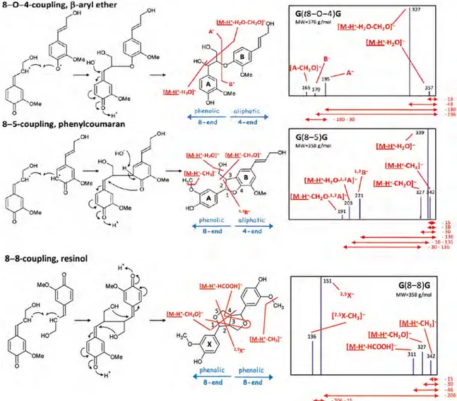 Figure 8. CID pathways. Phenoxide anion/quinone methide conversion with charge migration that was shown to induce all charge driven fragmentation pathways of the lignin linkage types A new β-aryl ether-associated pathway II fragmentation was observed upon 