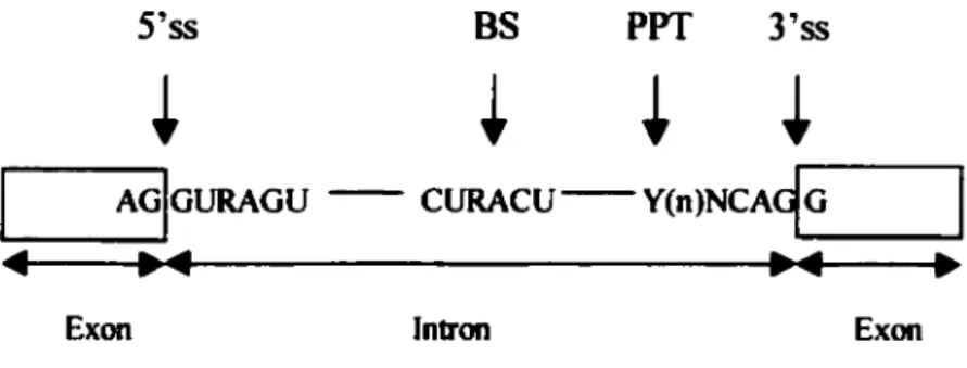 Figure  1 :  Séquences  du  pré-ARNm  nécessaires  au  processus  d'épissage  (Blencowe,  2000)