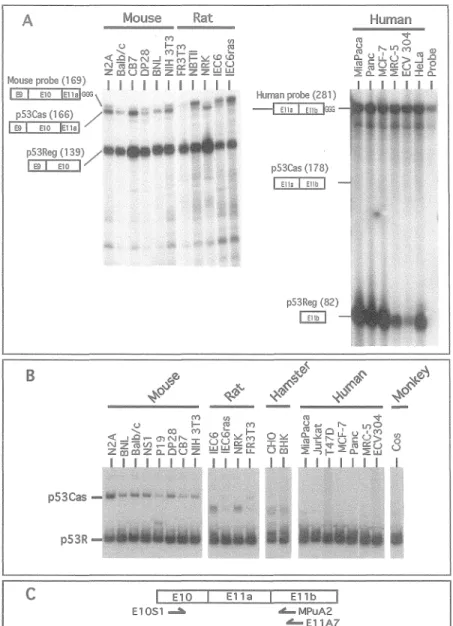 Figure  2.  Analysis of p53  mRNA levels in cell lines.  (A) Analysis of the expression of the p53Cas and  p53Reg mRNAs in different cell lines by RNase protection assay