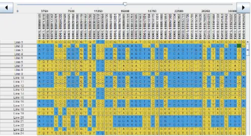 Figure 2.4 A sample of 30,000 SNP catalog obtained after filtration and imputation (Tassel  software), with ordered SNP loci in columns and lines in rows 
