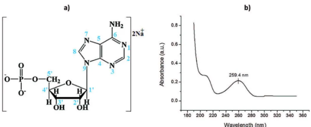Fig. 1. (a) Molecular structure of adenosine 5 ′ -monophosphate (AMP) disodium salt, and (b) UV absorption maximum used for titration in solution.