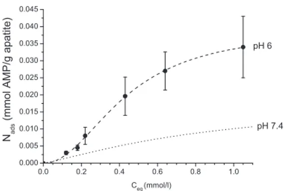 Fig. 4. Adsorption isotherm of AMP onto nanocrystalline apatite hac-7d, at pH 6, 20 ◦ C and in KCl 10 −2 M (compared to data obtained previously at pH 7.4).