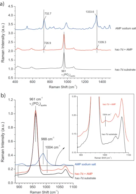 Fig. 6. Raman micro-spectroscopy analysis of the hac-7d substrate before or after adsorption (pH 7.4) and of AMP sodium salt: (a) general spectrum in the range 400–1500 cm −1 and (b) zoom around the  1 (PO 4 ) apatite vibration domain.