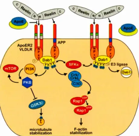 Figure  1.8  Signalisation  de  la  reeline.  La  reeline  multimérique  peut  lier  les  récepteurs  de  l' apolipoprotéine  E de  type  2  (ApoER2)  et  le  récepteur  lipoprotéique  de  très  faible  densité  (VLDLR)