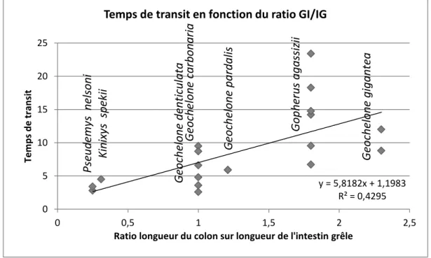 Figure  6 :  Temps  de  transit  total  et  ratio  entre  la  longueur  du  colon  et  de  l’intestin  grêle  (graphique construit d’après les données du tableau 4) 