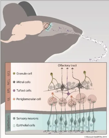Figure 1.1: Schematic representation of  the OB. 