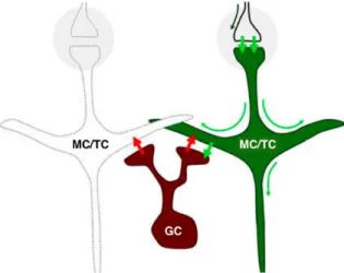 Figure  1.2:  Reciprocal  dendrodendritic  synapse  between  mitral/tufted  cells  and  granule cells