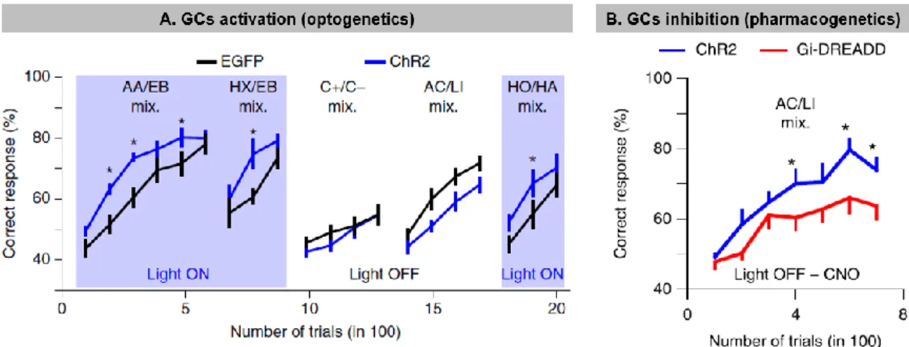 Figure 1.3: Modulation of granule cells activity influences odor discrimination performances