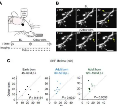 Figure 1.7: Plasticity of adult-born neuron spines is driven by sensory activity 