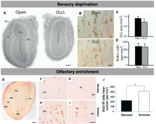 Figure 1.8: Adult-born neurons are sensitive to the level of olfactory activity 