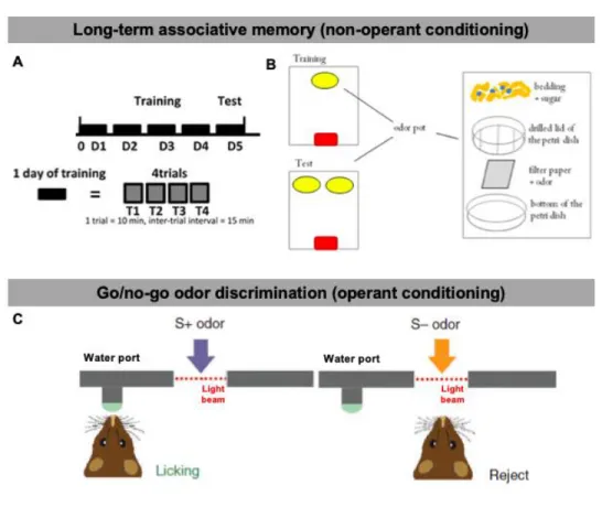 Figure 1.9: The two forms of odor-reward conditioning tasks 