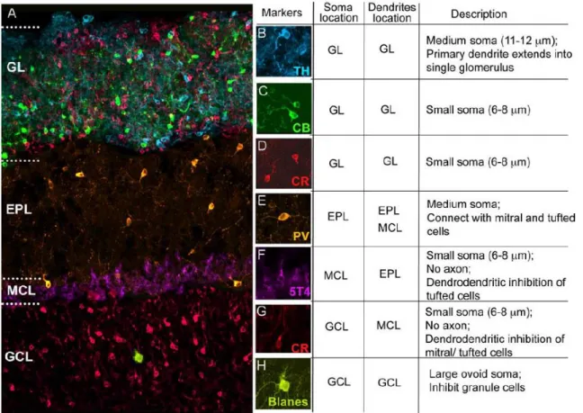 Figure 1.10: Olfactory bulb interneurons diversity 