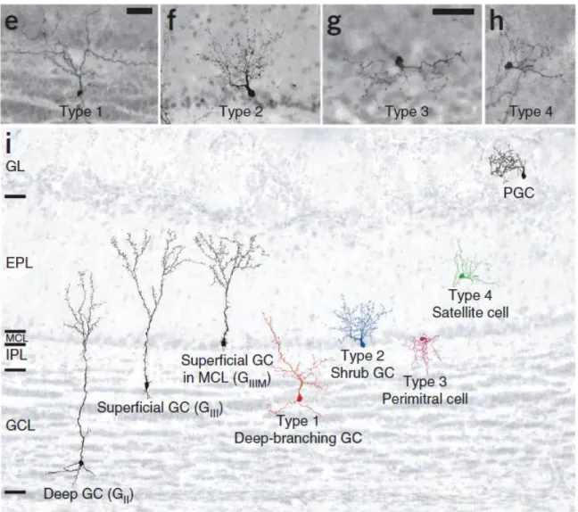 Figure  1.11:  The  4  types  of  adult-born  GCs,  based  on  morphological  and  GCL  location  characterization   