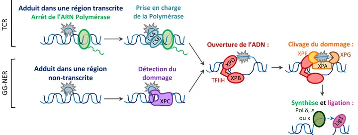 Figure 6 : Modèle de la réparation d’adduits à l’ADN par NER 