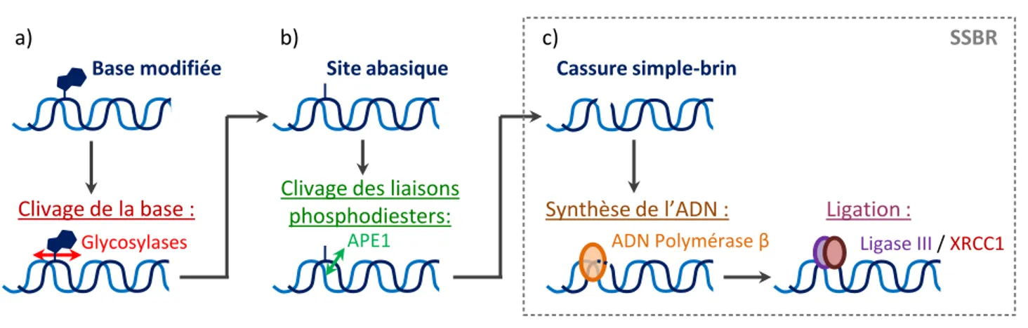 Figure 7 : Modèle de réparation de bases modifiées par BER 