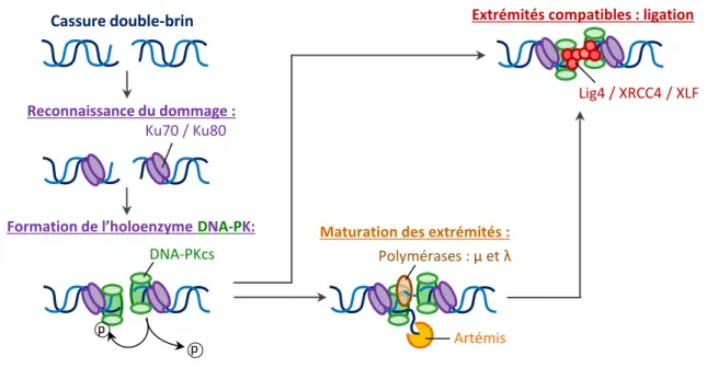 Figure 11 : Modèle de la réparation d’une CDBs par NHEJ classique 