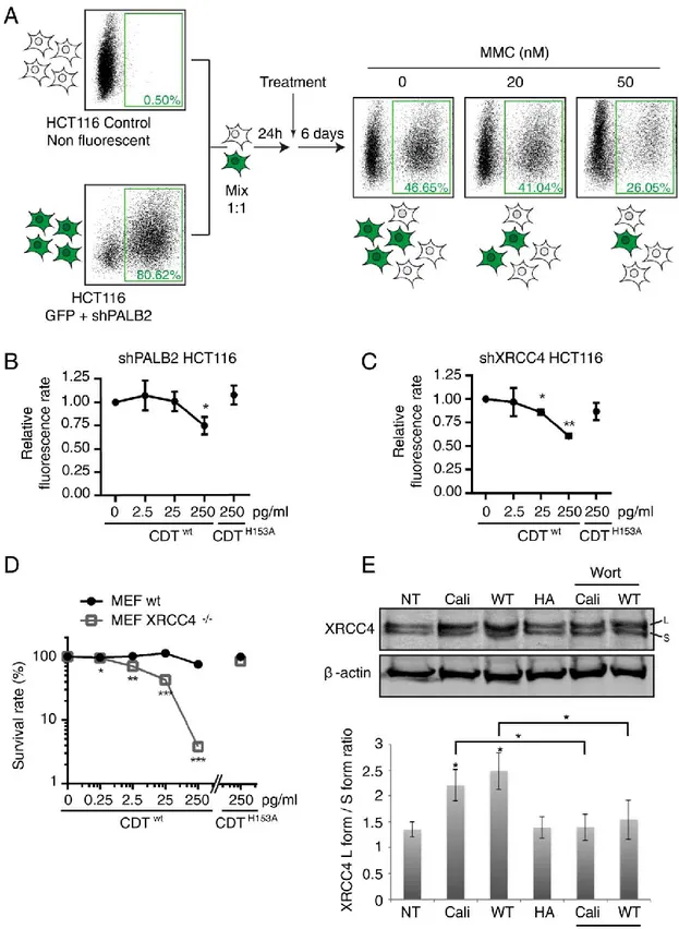 Fig. 1. Cellular survival to CDT-induced DSB involves both homologous recombination and non-homologous  end joining