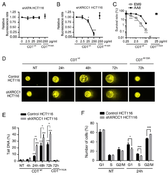 Fig. 2. SSBR, but not NER, is essential in the response and repair of CDT-induced DNA damage