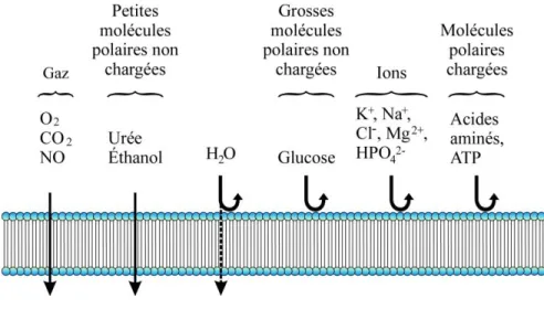 Figure 1.1  Perméabilité de la  membrane  cellulaire.  Les  gaz et  les  petites  molécules  polaires  non  chargées  diffusent  au  travers  de  la  membrane  facilement  alors  que  les  grosses molécules et les molécules chargées diffusent beaucoup plus