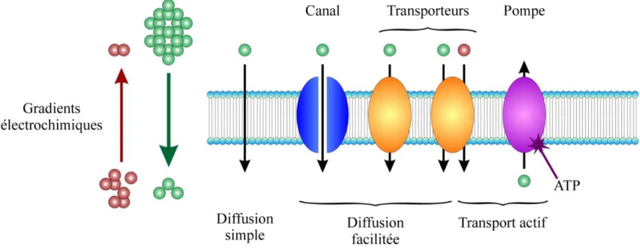 Figure 1.2. Les types de transport membranaire. Dans le cas du cotransporteur (ovale  orange de droite), la molécule verte est transportée par diffusion facilitée et la molécule  rouge  par  transport  actif  secondaire  puisque  le  gradient  électrochimi