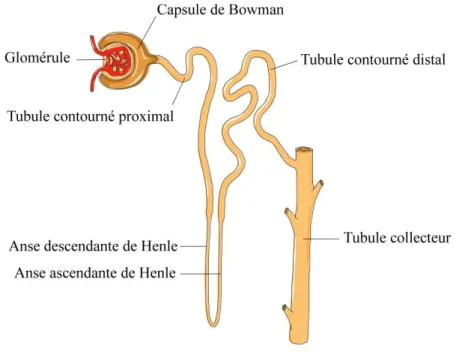 Figure 1.3. Le néphron. La filtration du sang s’effectue à la frontière du glomérule et de  la  capsule  de  Bowman
