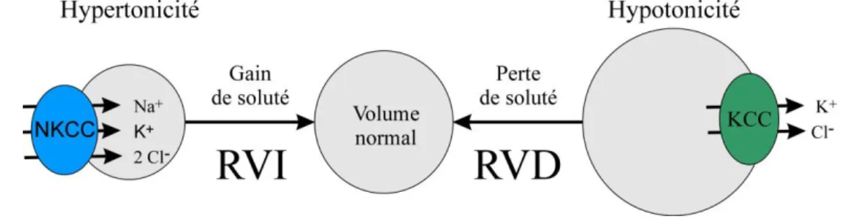 Figure 1.5. Les CCC régulent le volume cellulaire suite à un stress osmotique. RVI,  regulatory volume increase; RVD, regulatory volume decrease
