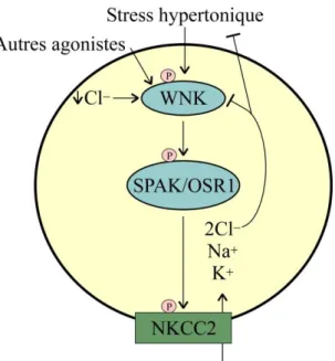 Figure  1.8.  Modèle  d’activation  de  NKCC2.  La  diminution  de  la  [Cl − ] i ,  le  stress  hypertonique et d’autres agonistes engendrent l’autophosphorylation des kinases WNK,  la phosphorylation de SPAK/OSR1 puis de NKCC2