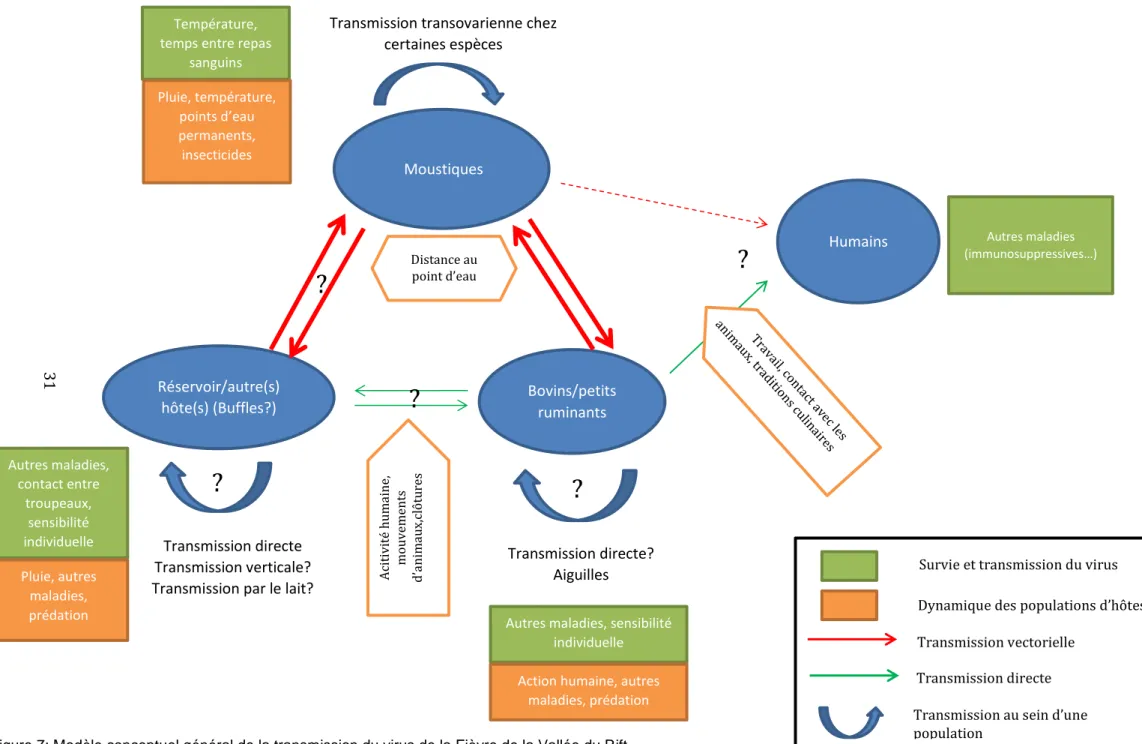 Figure 7: Modèle conceptuel général de la transmission du virus de la Fièvre de la Vallée du Rift 
