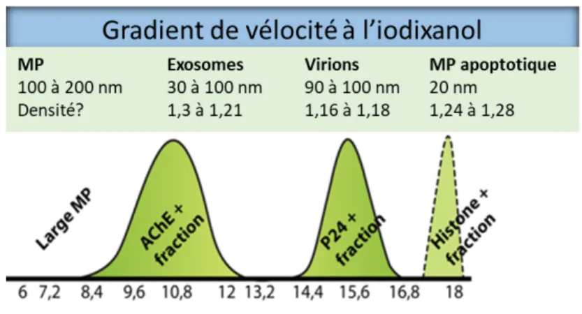 Figure 3. Distribution des exosomes et des virions dans le gradient de vélocité à l’iodixanol