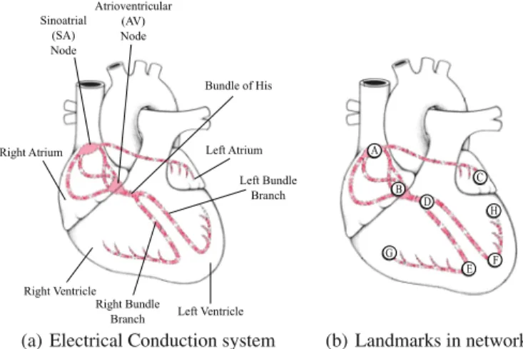 Fig. 1. The electrical conduction and landmarks of the heart system [16]