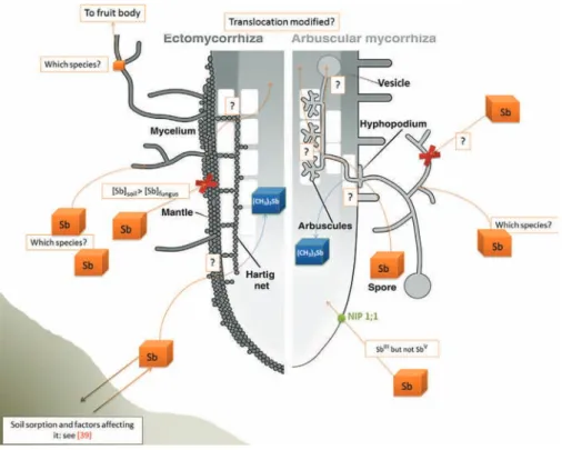 Fig. 1. Mycorrhizal role in Antimony (Sb) transfer from soil to plants.