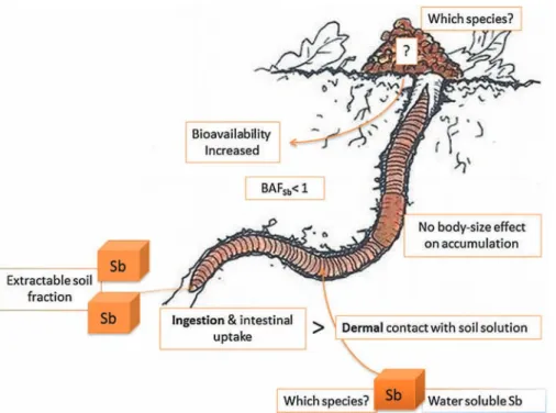 Fig. 2. Antimony bioaccumulation in earthworms. Original earthworm drawing (www.onf.fr)