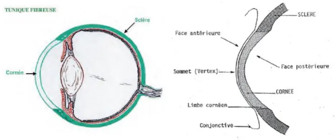 Figure 1 : Tunique fibreuse de l’œil – vue de la cornée en coupe transversale   (Sautet 2010) 