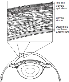 Figure 2 : Représentation schématique des couches de la  cornée 