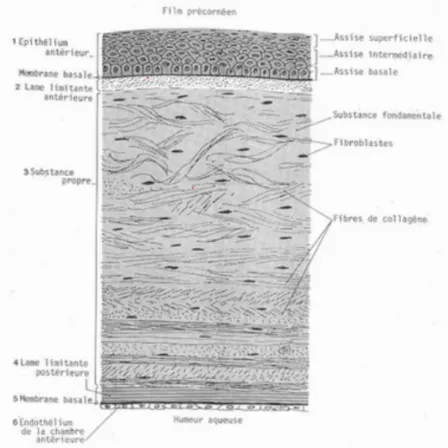 Figure 3 : Structure  histologique en coupe  transversale de la cornée  (Sautet, 2010) 