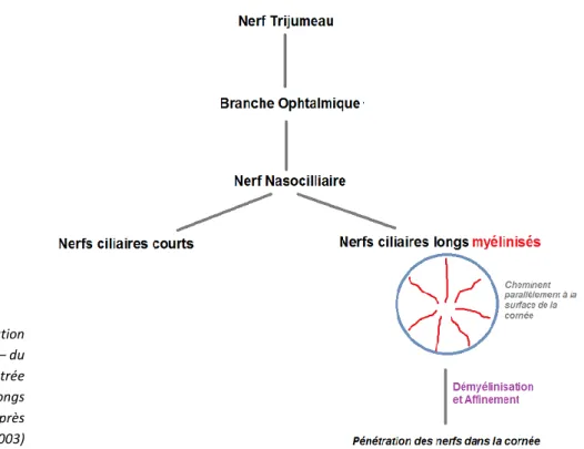 Figure 4 : Innervation  sensitive de la cornée – du  Nerf trijumeau à l’entrée  des Nerfs ciliaires longs  dans la cornée (d’après  Müller et al